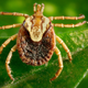 The Cayenne tick, Amblyomma cajennense, can spread Rocky Mountain Spotted Fever.